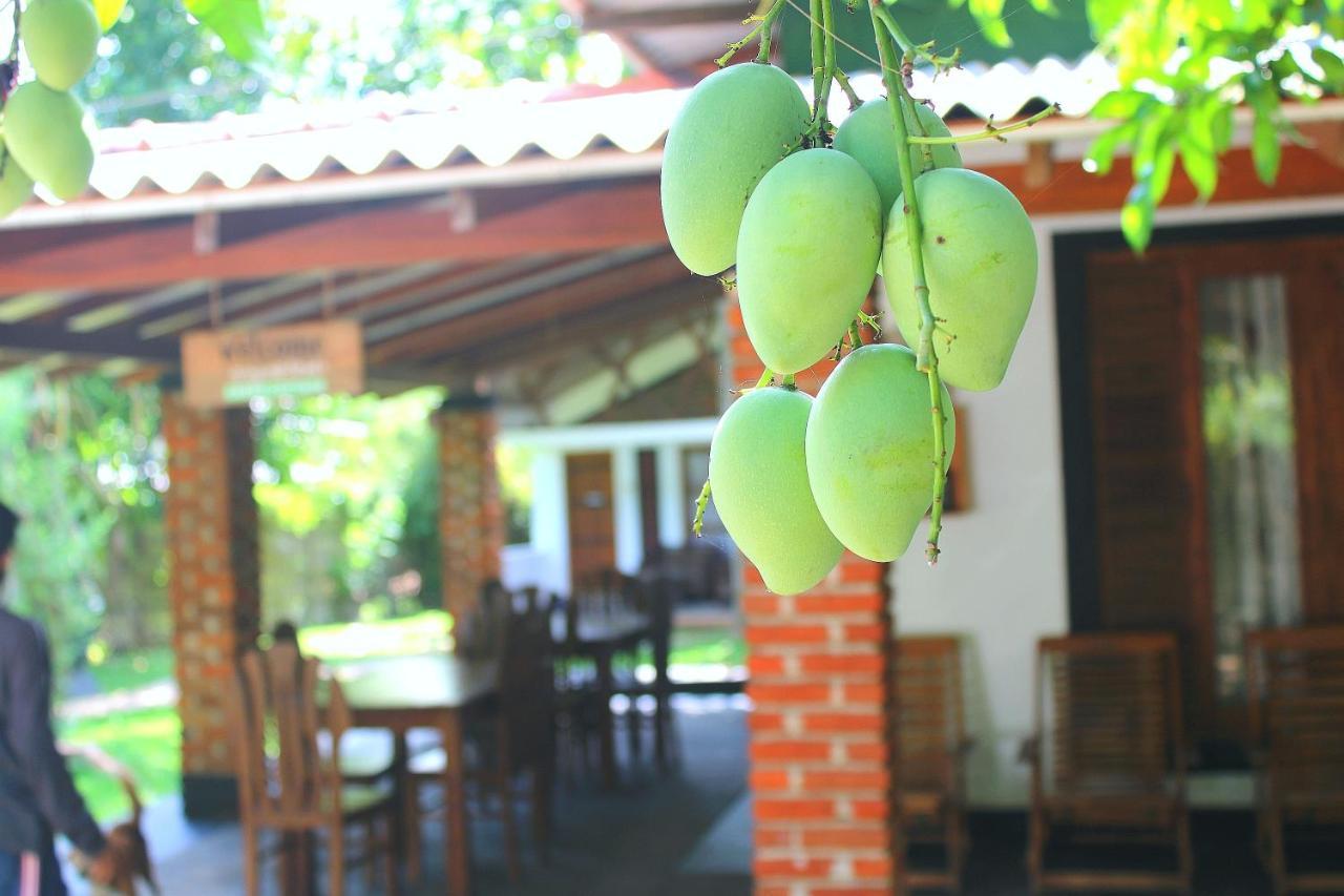 Green Cottage Anuradhapura Exterior foto